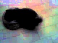 cane che se scopa il cuscino