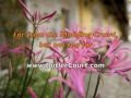 high court ireland - civil cases high court ireland - civil cases