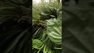 Pan Pata