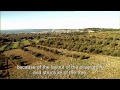 Cooking In Tuscany - Episode 7 - Crema Inglese all ' Olio d'Olia