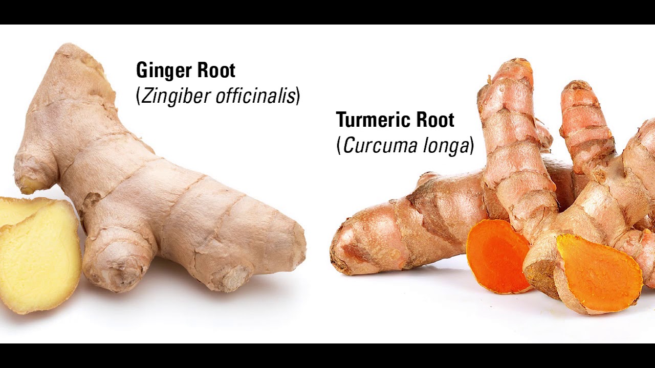 Ginger root ass