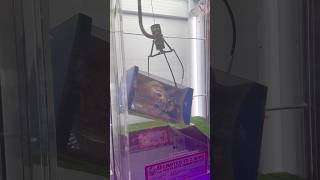 Time To Chill Labubu Catch In The Claw Machine.