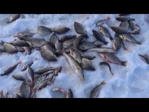 рыбалка на реке чулыме рыбалка на реке чулыме