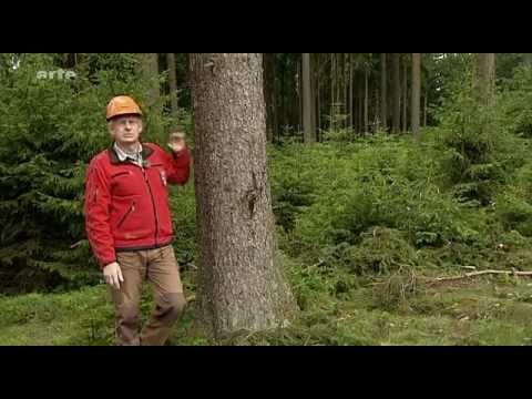 mit wald geld verdienen mit wald geld verdienen