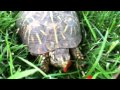 Turtle eating cherry tomato