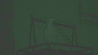 Goodnight Cocky Sneaky Boy in Night Vision