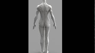 Female anatomy 2