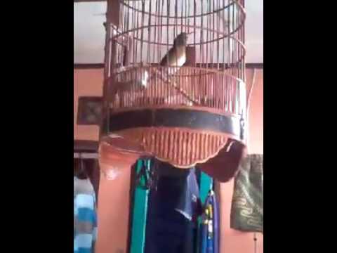VIDEO : anis kuning isa jogjog - burung. ...