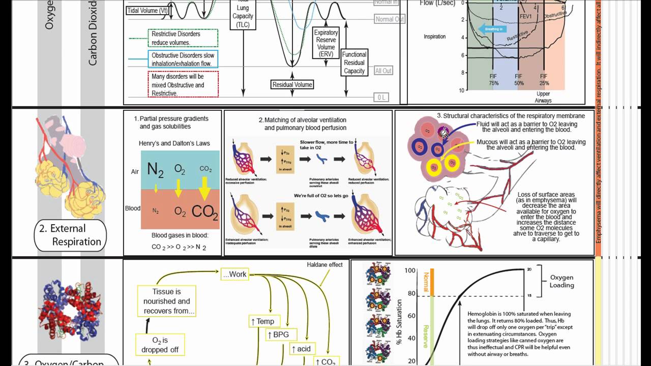 Respiratory Physiology Part 2 - YouTube