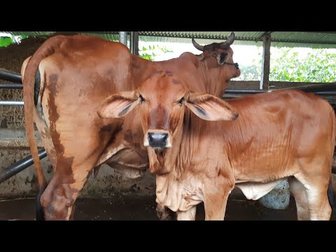 giới thiệu cặp bò mẫu tử nền lai sind //hàng chất lượng ,giá công khai