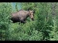 Watch Denali National Park-Alaska (Grizzly Bear, Moose, Caribou, Dall Sheep, Mt. McKinley Summit) Video