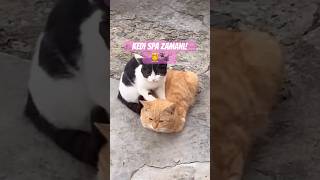 Kedi Spa Zamanı