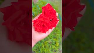 A Rose Speaks Of Love Silently, In A Language Known Only To The Heart