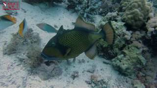 TRIGGER FISH PROTECTING EGGS
