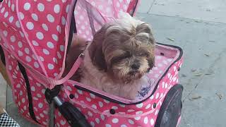 ♥ Cute Dogs - California ♥