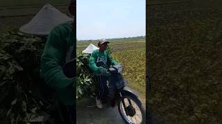Pokoknya Gas Pol Mbah Kung Ya