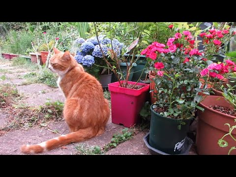 Morning Routines : My Cat Relaxing in the Garden Morning Routines : My Cat Relaxing in the Garden