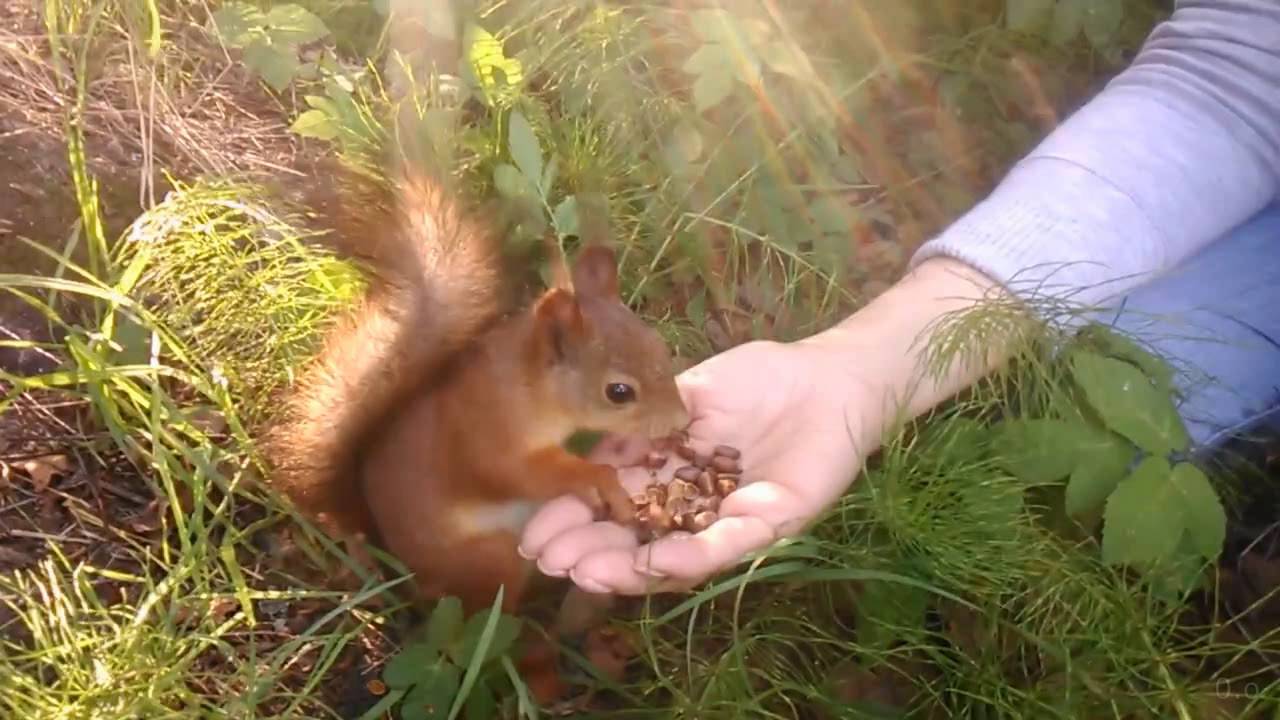 Белочка Пошлые Секс