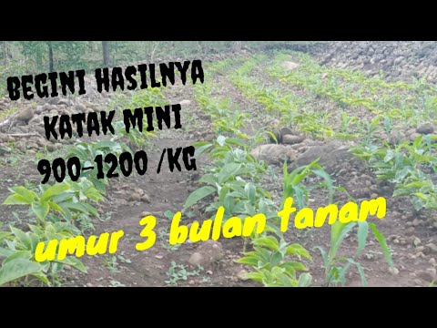 cara pembibitan katak mini isi 900-1200