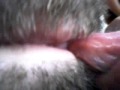 virgin lesbian licking hairy pussy
