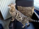bengaalse tijgerkat