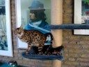 bengaalse tijgerkat