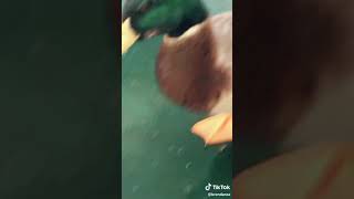 Hitler Duck