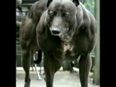 Perros inyectados con esteroides