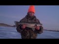 Ice Pig Walleye - Notellum Lake (Jonny Moll)