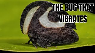 40 Million Years Of Evolution The Treehoppers Tale