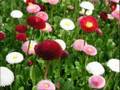April - Flowers Show( Andre Rieu   Strauss Medley)