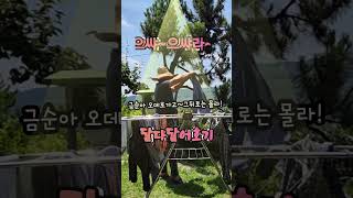 금순아 빨래좀해줘 오빠 힘들다