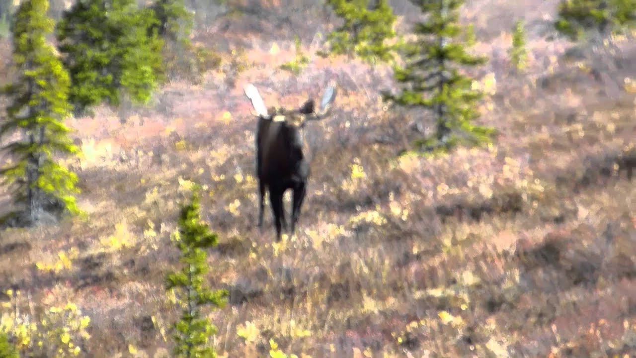 angry moose sounds angry moose sounds