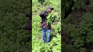 Projet Agricole Au Profit De Membres De Foeda