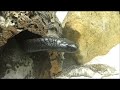 .Giftschlange-"schwarze Marokko Kobra"-Live Video von Wolfgang Schmökel