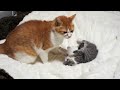 アミ太郎 vs 子猫おはぎ - Ami vs Ohagi the kitten -