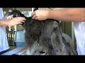 How to Groom a Miniature Schnauzer