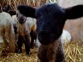 Lambs in the pen - another sheep video from sheep.com