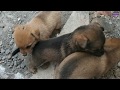 Cute puppy dogs videos