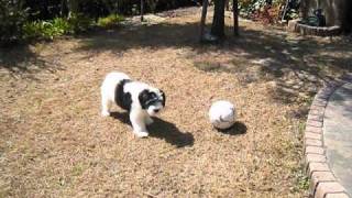 My Polish Lowland Sheepdog Max 2011 Spring