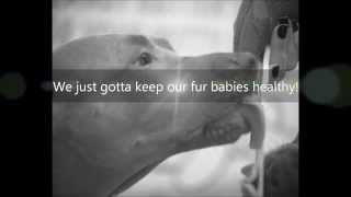 Watch Bacon Brothers K9 Love video