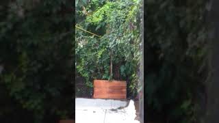 Backyard pest control