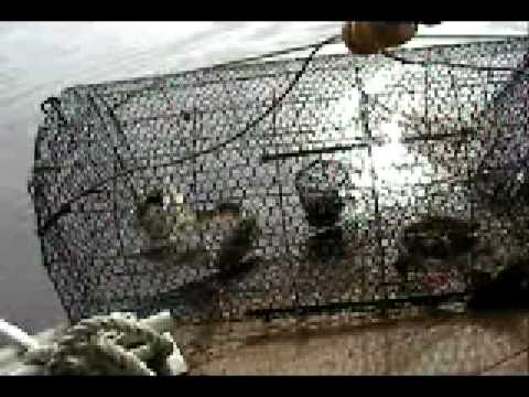 catfish trap