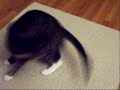 Snufkin chases her own tail (2008-06-08)