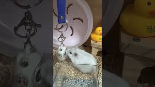 Cute Hamster Daily Life Vlog