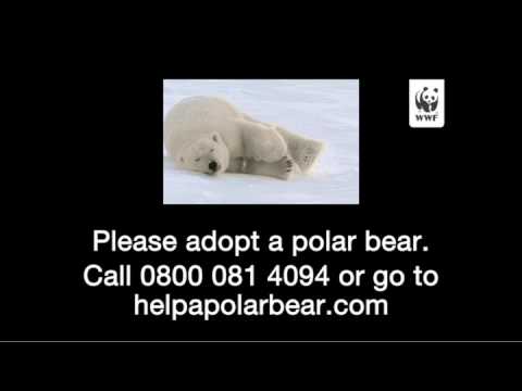 WWF Adopt a Polar Bear TV ad. WWF Adopt a Polar Bear TV ad. 1:02. DRTV ad for WWF.