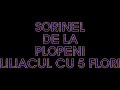 Sorinel de la plopeni liliacul cu 5 florii - youtube