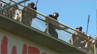 Apes Reacting To Las Carmageddon