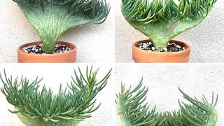Las Plantas Suculentas -Del Latín Suculentus