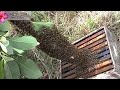 Swarm